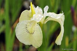 Iris pseudacorus „Alba”