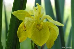 Iris pseudacorus „Double”