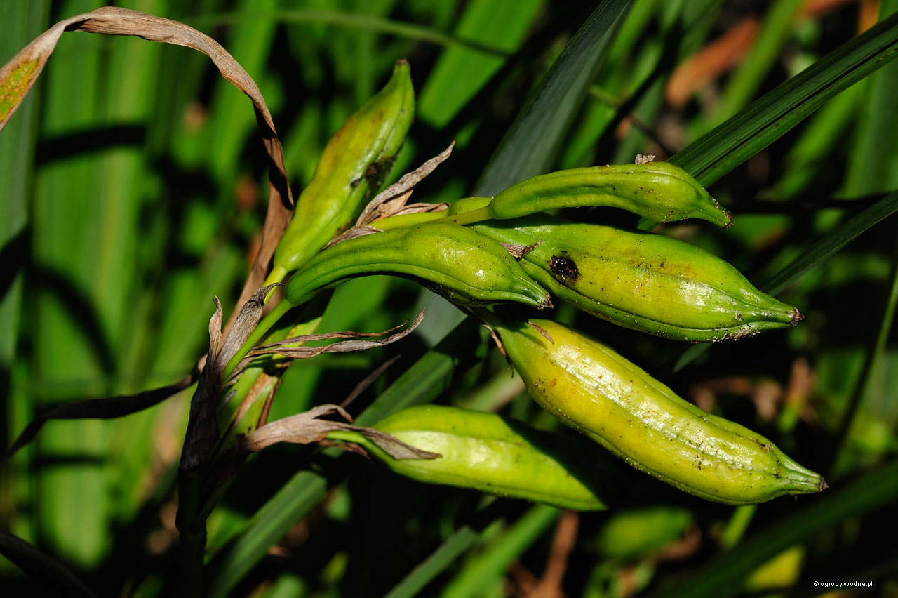 Iris pseudacorus - strąki z nasionami w połowie września