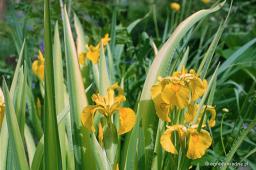 Iris pseudacorus „Variegata”
