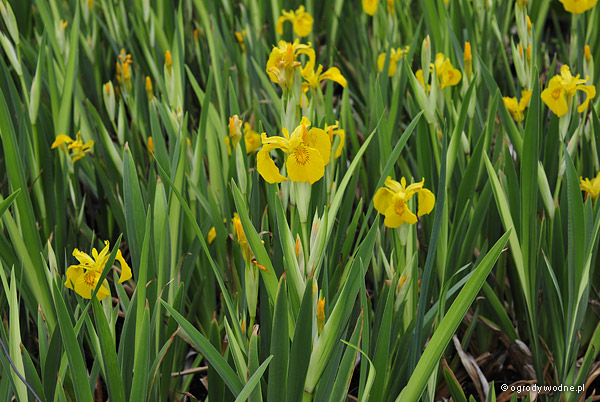 Iris pseudacorus „Variegata”, kosaciec żółty pstrolistny