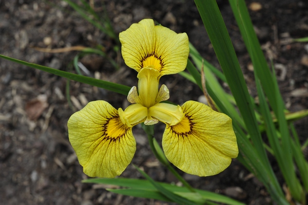 Iris pseudata „Chance Beauty”, kosaciec żółty