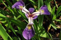 Iris setosa „Kirganune”