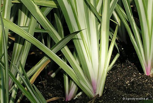Iris setosa „Variegata”, kosaciec szczecinkowaty pstrolistny