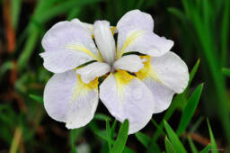 Iris sibirica „Ama No Hane”