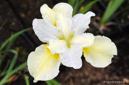 Iris sibirica „Butter and Sugar”