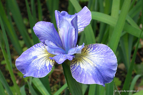 Iris sibirica „Cambridge”, kosaciec syberyjski 