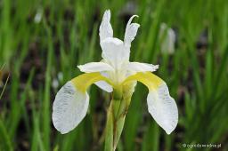 Iris sibirica „Chartreuse Bounty”