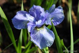 Iris sibirica „Dear Delight”