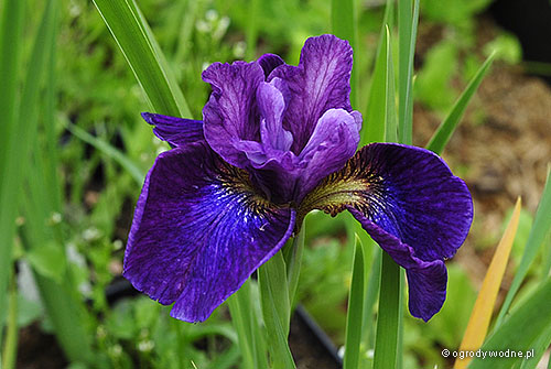 Iris sibirica „Emma Ripeka”, kosaciec syberyjski 