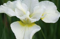 Iris sibirica „Harpswell Happiness”