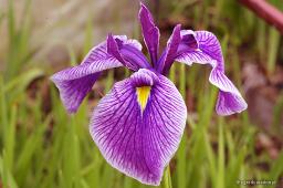 Iris sibirica „Hubbard”