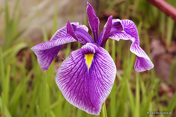 Iris sibirica „Hubbard”, kosaciec syberyjski