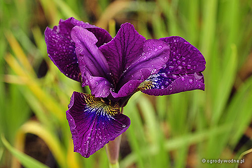 Iris sibirica „Jamaican Velvet”, kosaciec syberyjski