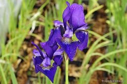 Iris sibirica „Kundel”