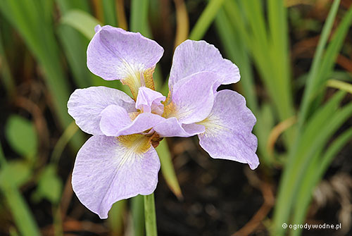 Iris sibirica „Lemon Veil”, kosaciec syberyjski 
