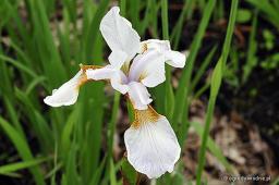 Iris sibirica „Mrs Rowe”