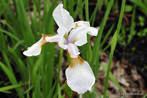 Iris sibirica „Mrs Rowe”, kosaciec syberyjski