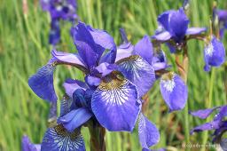 Iris sibirica „Perry’s Blue”