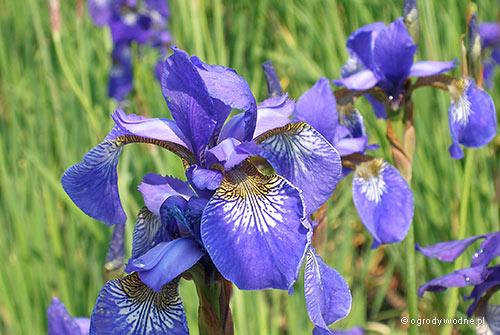 Iris sibirica „Perry's Blue”, kosaciec syberyjski 