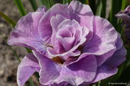 Iris sibirica „Pink Parfait”