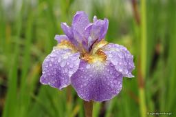 Iris sibirica „Ranman”
