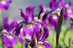 Iris sibirica „Red Flare”