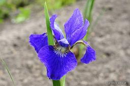 Iris sibirica „Regency Belle”
