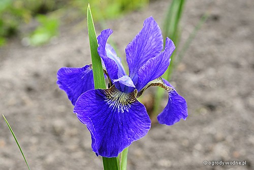 Iris sibirica „Regency Belle”, kosaciec syberyjski 