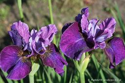 Iris sibirica „Roaring Jelly”