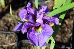Iris sibirica „Rosy Bows”
