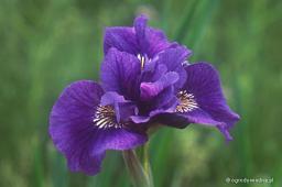 Iris sibirica „Ruffled Velvet”