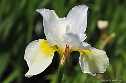 Iris sibirica „Snow Queen”