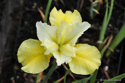 Iris sibirica „Summer Revels”