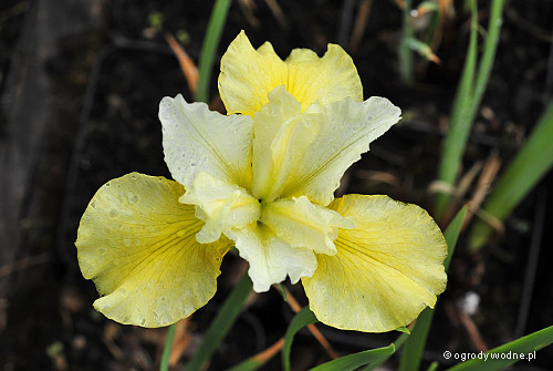 Iris sibirica „Summer Revels”, kosaciec syberyjski