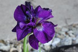 Iris sibirica „Tumble Bug”