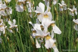 Iris sibirica „White Swirl”