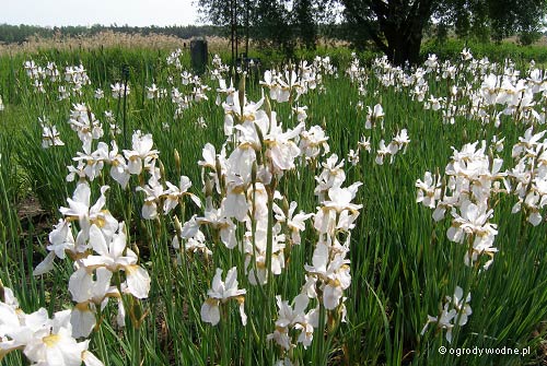 Iris sibirica „White Swirl”, kosaciec syberyjski 