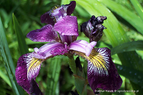 Iris versicolor, kosaciec różnobarwny