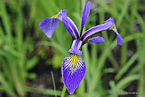 Iris versicolor „Gerald Darby”, kosaciec różnobarwny