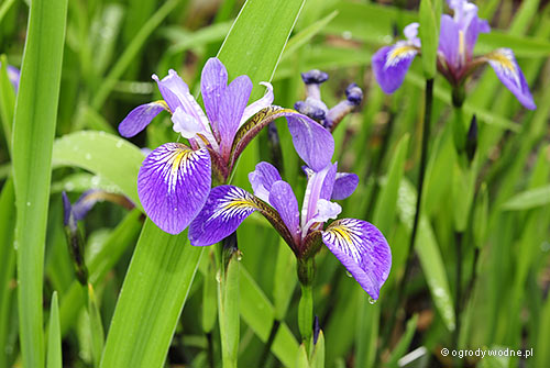 Iris x robusta „Dark Aura”, kosaciec x robusta