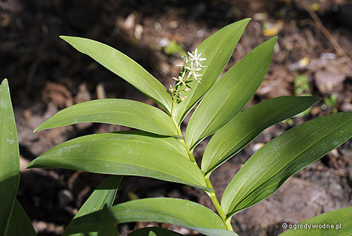 Maianthemum stellatum, majówka gwiazdkowata