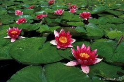 Nymphaea „Attraction”
