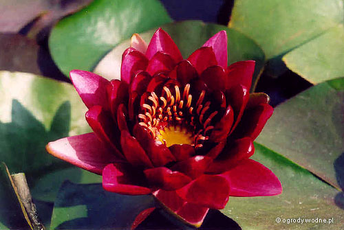 Nymphaea „Black Princess”, lilia wodna, grzybień