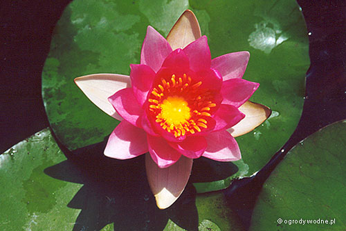 Nymphaea „Gloriosa”, lilia wodna, grzybień 
