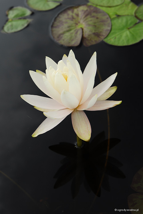Nymphaea „Inner Light”, lilia wodna, grzybień 