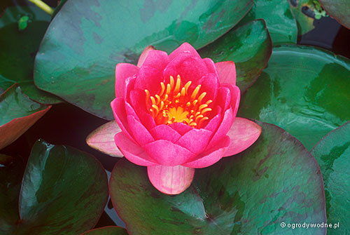Nymphaea „James Brydon”, lilia wodna, grzybień