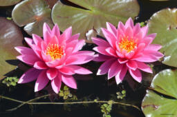 Nymphaea „Miss Siam”