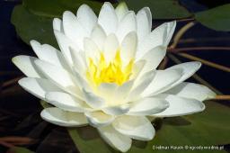 Nymphaea „Perry’s Double White”