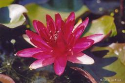 Nymphaea „Perry’s Red Glow”